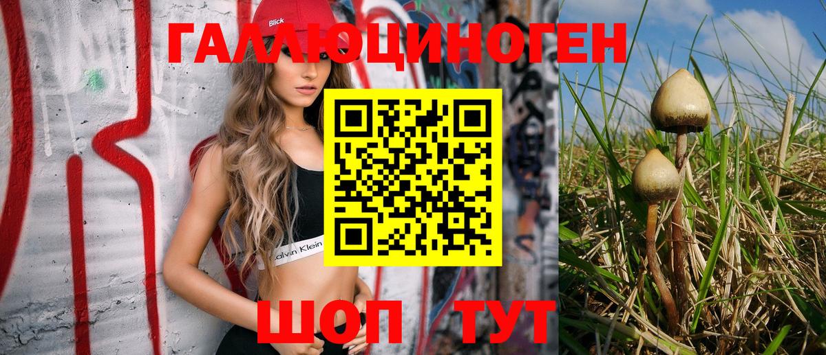 Псилоцибиновые грибы Psilocybe Светлоград